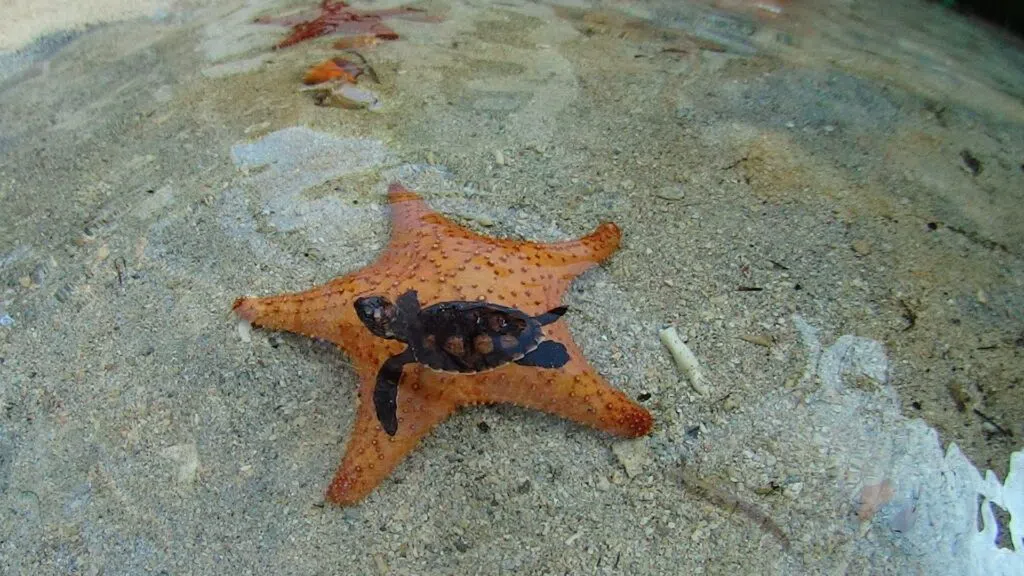 Oceanario Islas del Rosario (CEINER), Cartagena