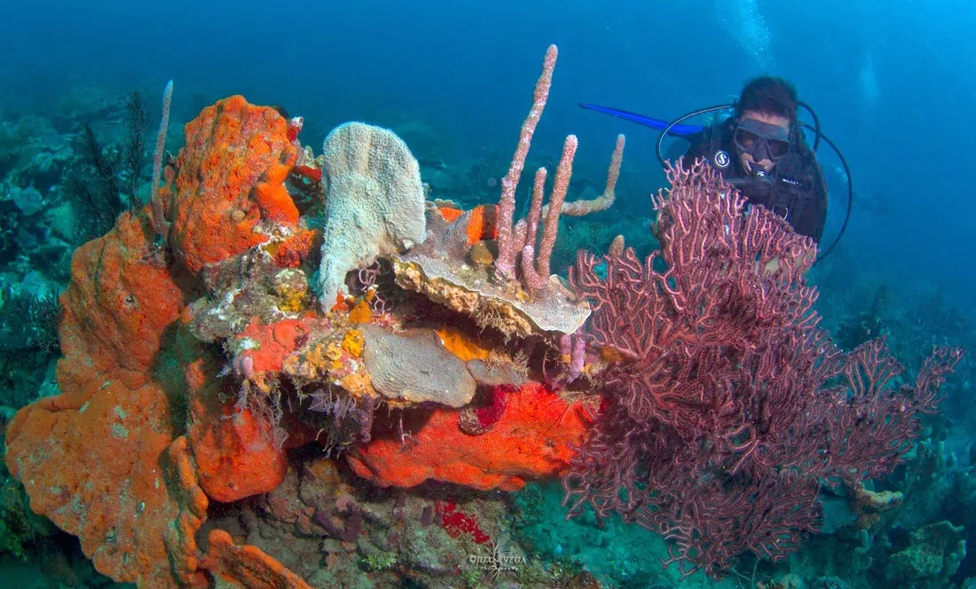 Diving Planet, Cartagena