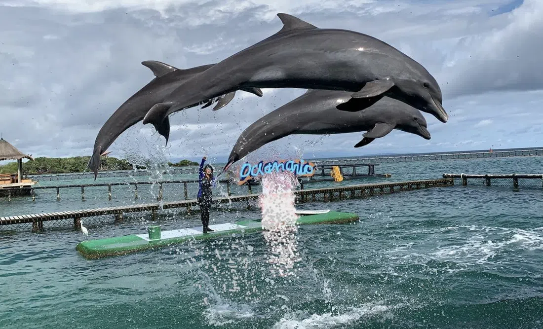 Oceanario San Martín de Pajarales, Cartagena